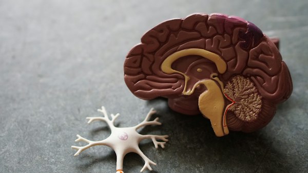 Neuroplasticity